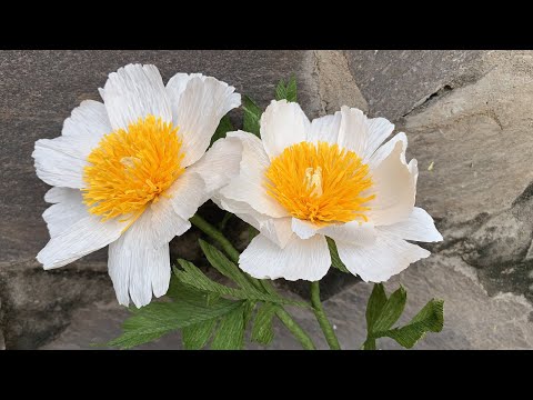 Видео: ABC TV | Как сделать цветок пиона «CLAIRE DE LUNE» из гофрированной бумаги — Учебное пособие