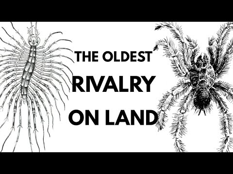 Видео: Пауки против многоножек