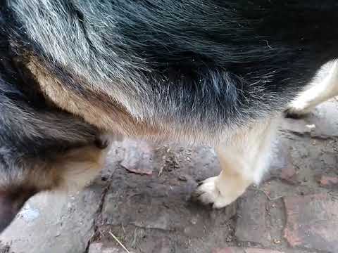 Видео: ВОТ И СОБАЧКЕ ПЕРЕПАЛО