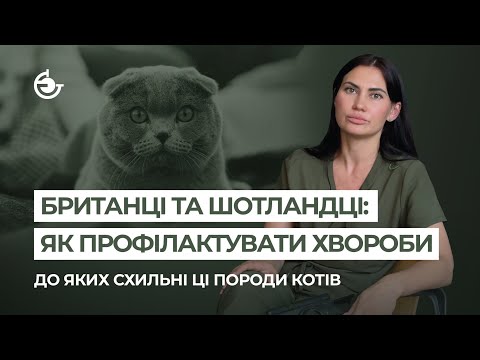 Видео: Британці та шотландці: як профілактувати хвороби, до яких схильні ці породи котів 