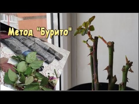 Видео: Черенкование Роз 🌹Эффективный  способ «Бурито »! Я в восторге !!!🌹