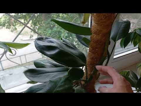 Видео: 193. Цветы. Мои самые быстро растущие комнатные растения.
