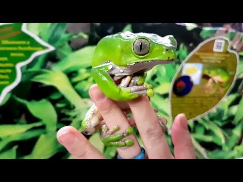 Видео: И снова квакварий Московского зоопарка. Рассматриваем обитателей.