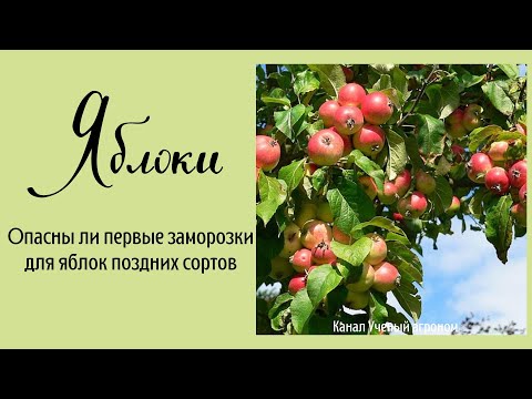 Видео: Яблоки.  Опасны ли первые заморозки для яблок поздних сортов.