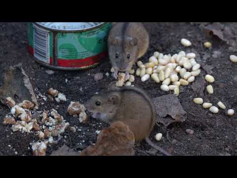 Видео: Немного о мышах / A little bit about mice