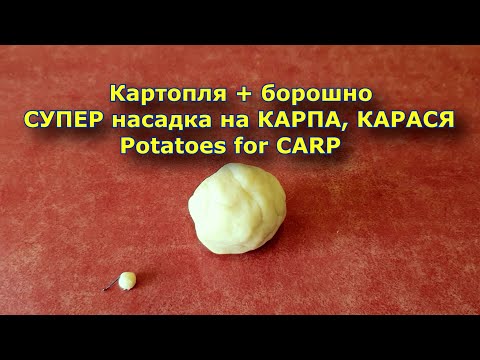 Видео: Картопля + пшеничне борошно = СУПЕР насадка на КОРОПА та КАРАСЯ. Potatoes for CARP!