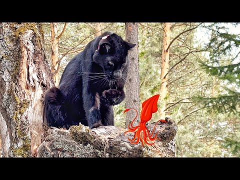 Видео: Луна пантера игра в кальмара😈/ Пантера Луна учится плавать🏊‍♀️