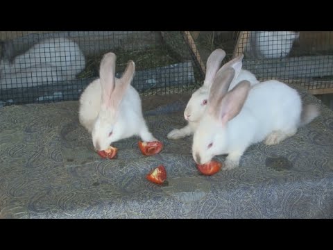 Видео: Түркістан облысының зейнеткері қоян өсіріп, пайдаға кенеліп отыр