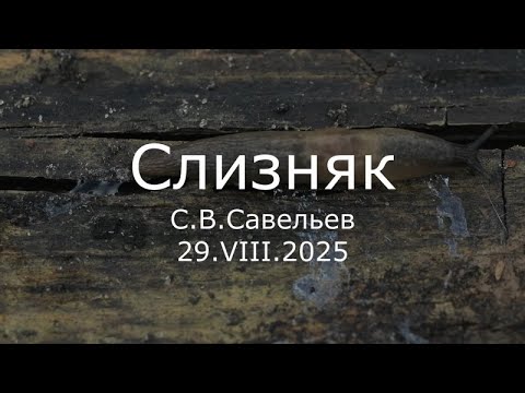 Видео: С.В. Савельев - Слизняк