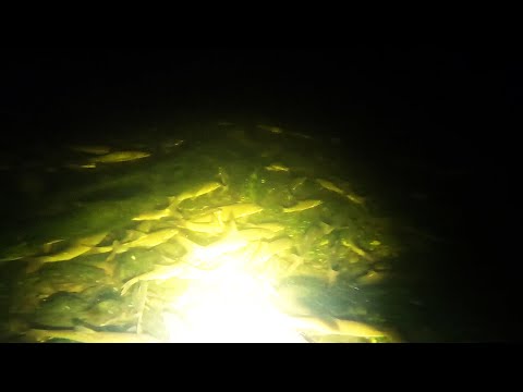 Видео: ЩО НА ДНІ ДНІСТРА ПОБЕРЕЖЖЯ, ЄЗУПІЛЬ