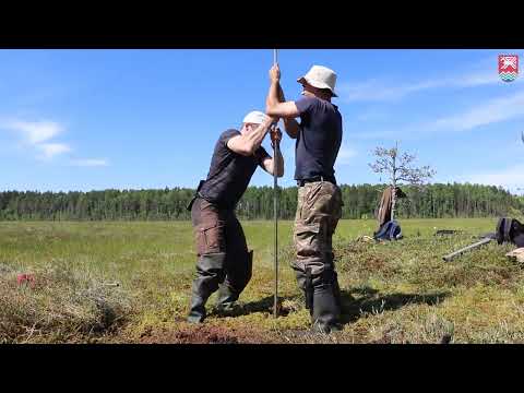 Видео: Самбальское болото: отбор проб с помощью торфяного бура