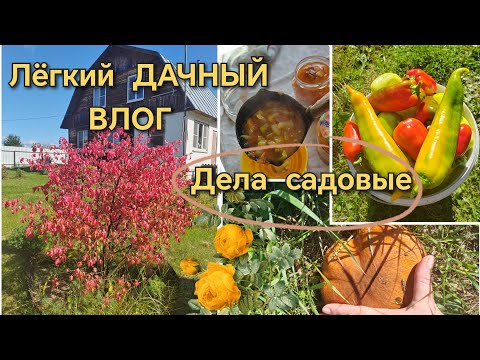Видео: Простой дачный влог/готовим лечо и делаем садовые дела🏡