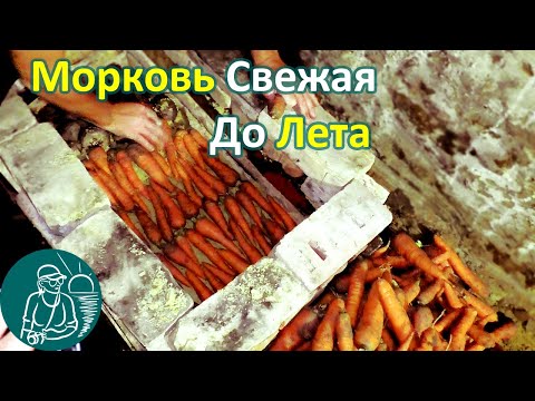 Видео: 🥕 Хранение моркови в погребе в песке по технологии Гордеевых