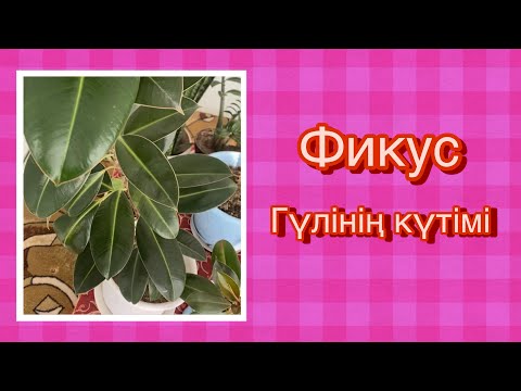 Видео: Фикус гүлінің күтімі