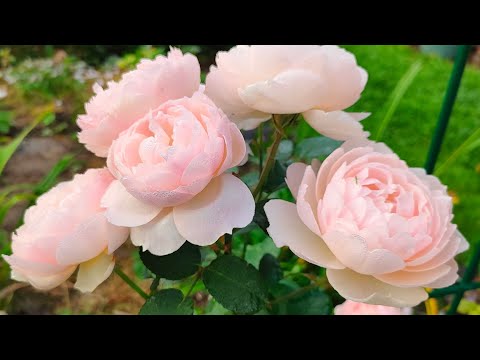 Видео: В моем саду - мои правила😌. Ответы на комментарии.