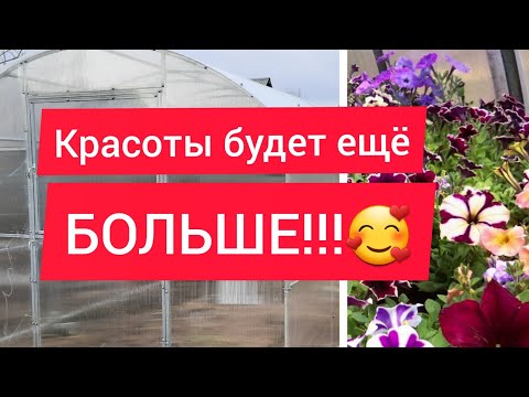 Видео: Новая теплица,мечта садовода!//Чем обогреть кормилицу?