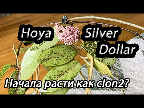Видео: Hoya Silver Dollar-начала расти как clon 2?!