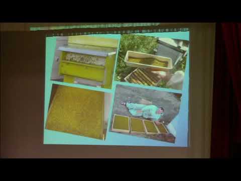 Видео: Моисеенко В.Промышленная пасека по сбору пыльцы