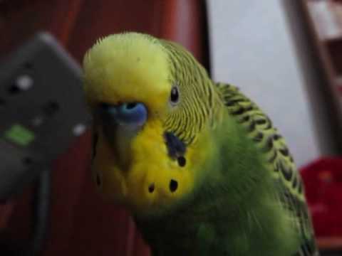 Видео: Волнистый, говорящий попугай