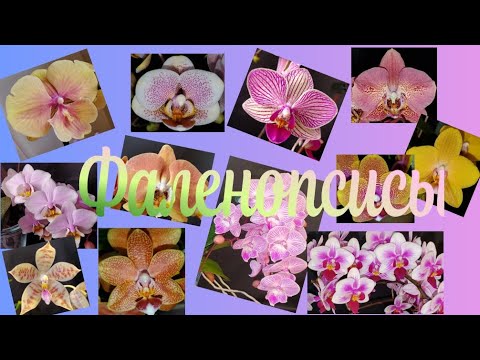 Видео: Цветение февраля 2022 Часть 1 Фаленопсисы