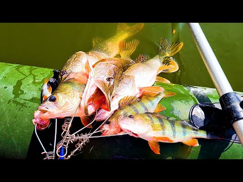 Видео: ЗАБИЛ КУКАН! ПОПАЛ НА УТРЕННИИЙ ЖОР! Рыбалка на спиннинг на реке!