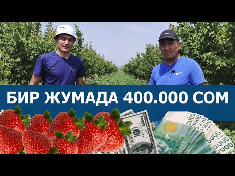 Видео: Баткендик Муса клубникадан жылына миллиондорду табат! Сырын айтты! #клубникакыргызстан