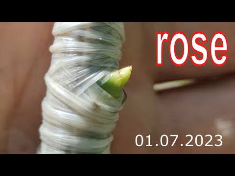 Видео: rose grafting // прививка розы в штамб