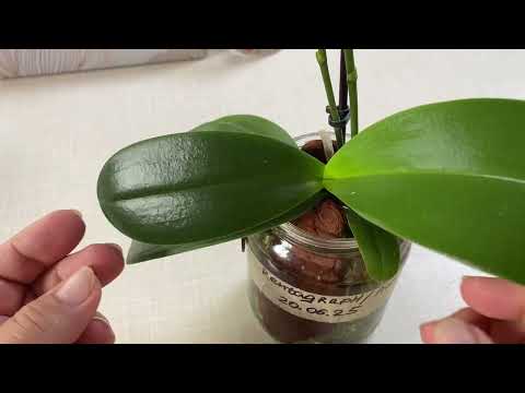 Видео: КАК ПОЛИВАТЬ И КАК УХАЖИВАТЬ ЗА ОРХИДЕЕЙ В БАНКЕ / ПЛЮСЫ И МИНУСЫ содержания ОРХИДЕЙ БЕЗ ГРУНТА