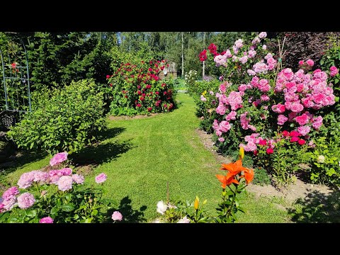 Видео: Просто красиво. Делюсь красотой. Ленинградская область. Часть 2.