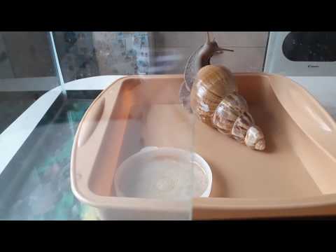 Видео: Улитки Ахатины 3 года без грунта