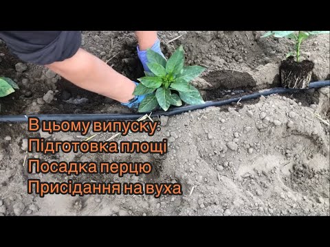Видео: Посадка перцю у відкритий ґрунт без накриття. Якби не ютуб ви б цього і не знали що ми садим уже