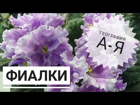 Видео: Фиалки от А до Я. Выбираем фиалку по географии.