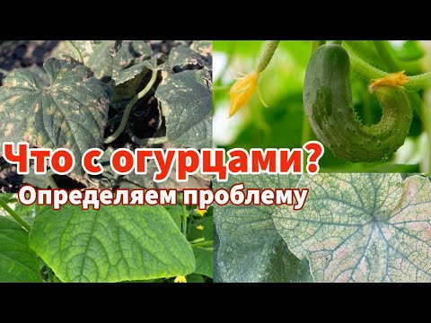 Видео: ШПАРГАЛКА ПО ПРОБЛЕМАМ ОГУРЦОВ. Пятна на листьях, кривые плоды, желтеющие завязи