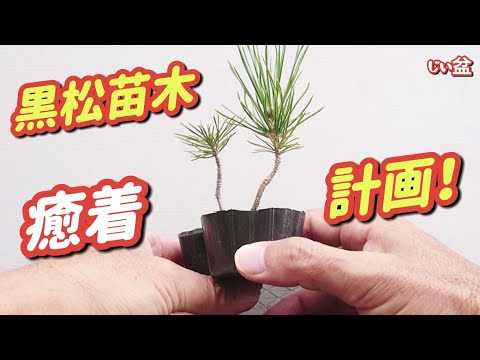 Видео: [Сколько лет потребуется? Проект по интеграции сеянцев чёрной сосны] / Как вырастить бонсай