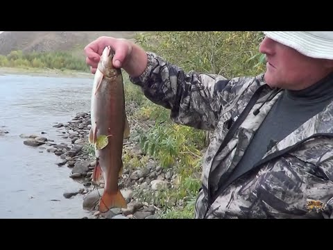 Видео: Рыбалка ВКО.  Ленок, Хариус