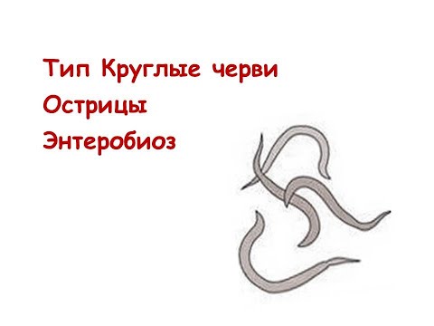Видео: Тип Круглые черви. Острица. Энтеробиоз.
