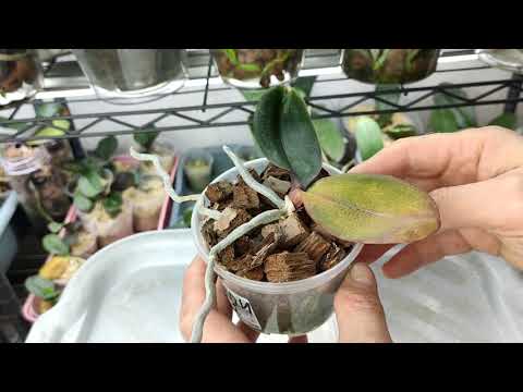 Видео: Причины фиолетового оттенка листьев орхидей. Фунгицид Квадрис в помощь подростку фаленопсиса.