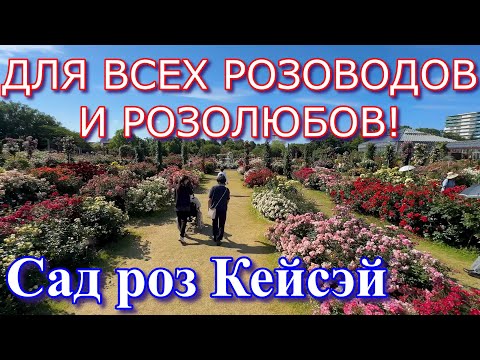 Видео: ЭТО НАДО ВИДЕТЬ! Японский розарий Кейсэй