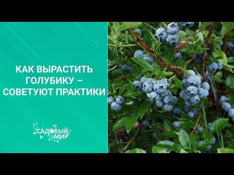 Видео: Как вырастить голубику – советуют практики