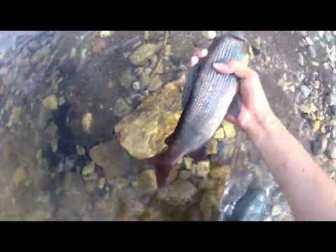 Видео: Рыбалка на хариуса . Чуть не стал ужином 😶