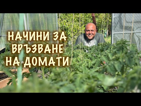 Видео: Различни начини за връзване на домати в оранжерия.