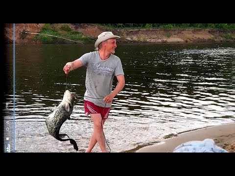 Видео: Сом квок р. Ветлуга Богородское  6-8 июля 2023