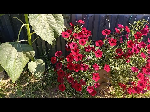 Видео: Цветов много не бывает.😀👍