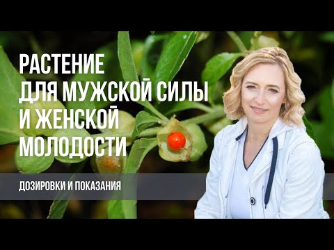 Видео: Ашваганда. Растение, которое помогает обрести силу мужчинам и продлить молодость женщинам