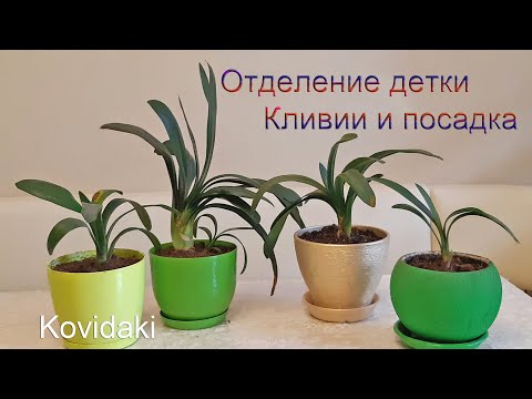 Видео: Как отделять детки кливии. Посадка кливии.