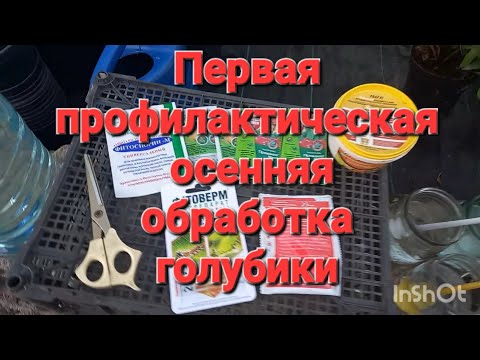 Видео: Первая ОСЕННЯЯ ОБРАБОТКА голубики в схеме