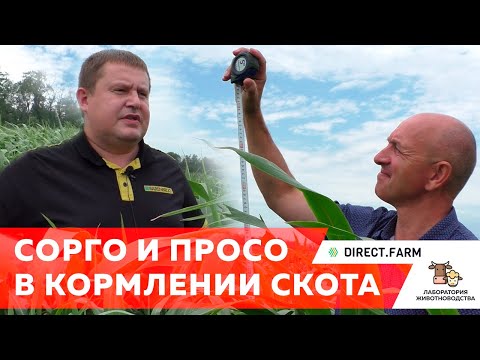 Видео: Сорго-суданский гибрид и жемчужное просо