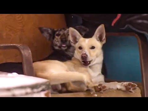 Видео: Художник перевез БАНЮ в Деревню. Приготовил вкуснятину в Русской Печи. Написал Картину.