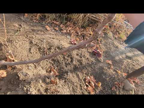 Видео: Жүзім осылай жақсы өседі