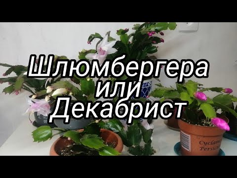Видео: Уход за Шлюмбергерой, полив, цветение.